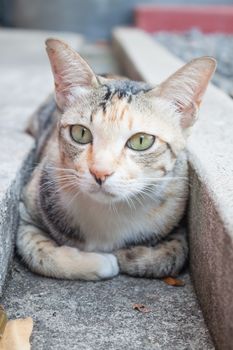 Close up siamese cat laying down in home garden