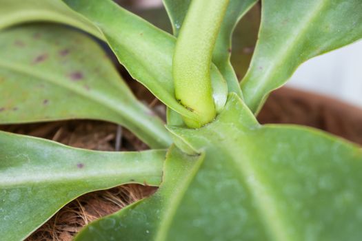 Green leaves of tropical pitcher plant, Nepenthe