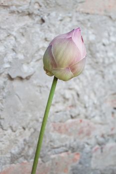 Pink water lily flower with vintage background