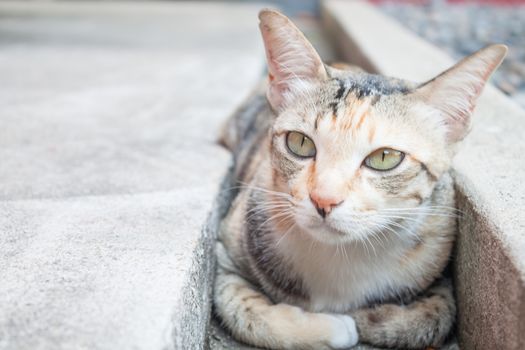 Close up siamese cat laying down and looking camera