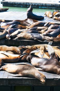 Sea Lions at Pier 39, San francisco, USA