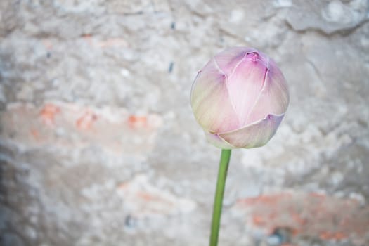 Pink lotus bud with vintage background