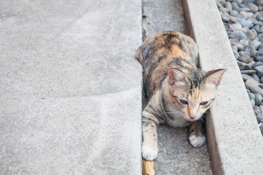 Siamese cat laying down in home garden