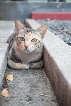 Siamese cat laying down and looking  camera