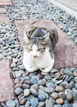 Siamese cat laying down in home garden