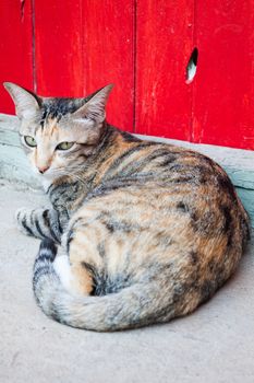 Siamese cat laying down in home garden