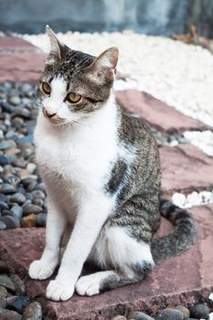 Siamese cat sitting on the rock in home garden