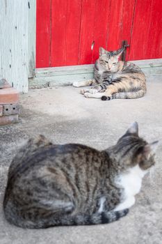 Two siamese cats rest on ground in garden home