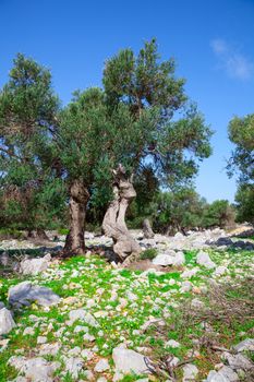 olive trees