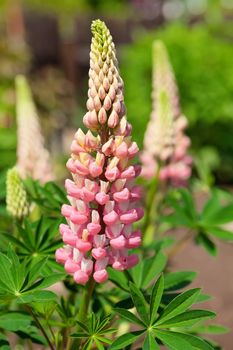 Rare pink Lupin flower (Lupinus)