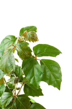 Houseplant a cissus rhombifolia in a green pot, is isolated