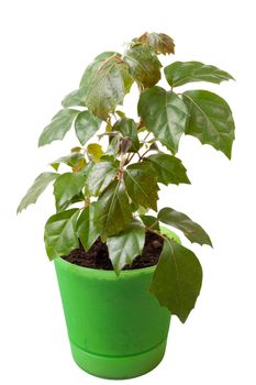 Houseplant a cissus rhombifolia in a green pot, is isolated