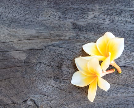white frangipani on old wood background