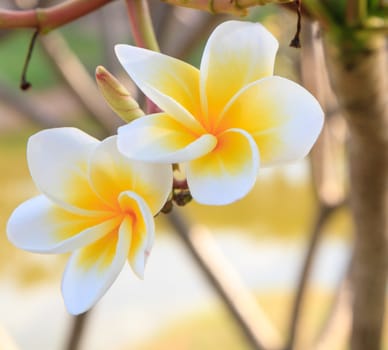 white frangipani in nature