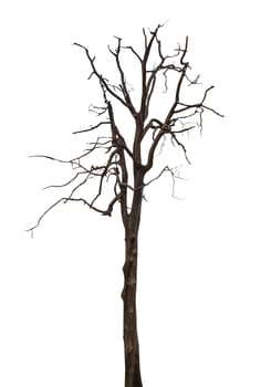 Dead and dry tree isolated on white background