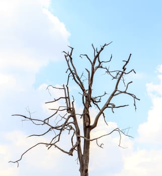 Dead and dry tree with blue sky