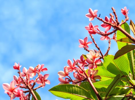 Pink frangipani in nature