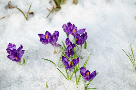 bunch blue saffron crocus first spring flower bloom closeup between last snow.