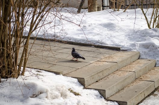 lonely dove in yard on cement stairs in winter