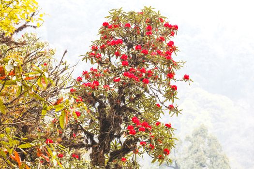 Rhododendron plants are the Himalayas, on the mountain Kanchenjunga Nation Park, India
