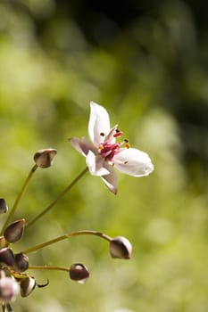 Beautiful spring background wild flower.