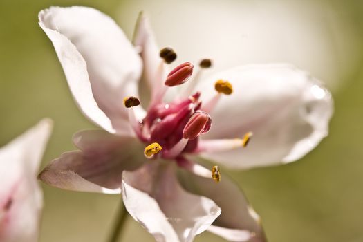 beautiful and delicate flower close-up shot