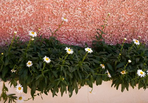 Pot with white daisies on the wall.