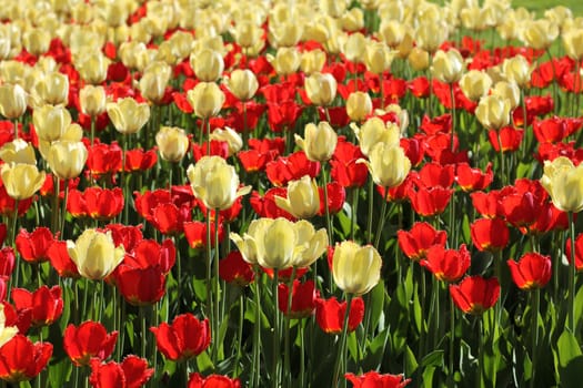 Red and natural white tulips field blossoming background