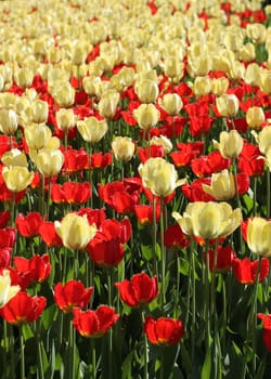 Red and light yellow tulips garden blossoming background