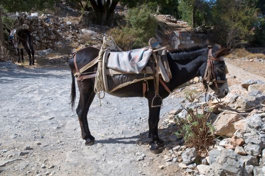 Donkeys in mountain of greece .