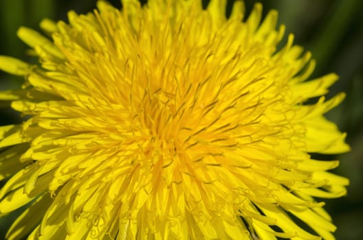 Background and closeup of a yellow dandelion flower