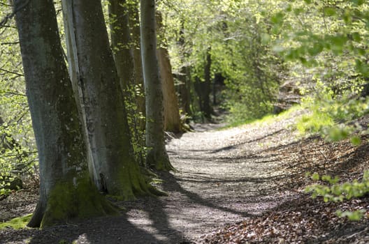 Sunlit walking path in a beech forest in spring