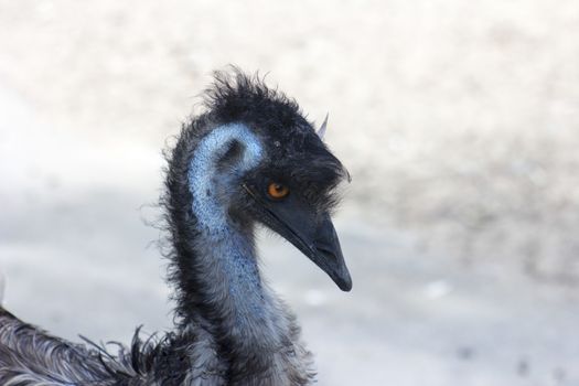 Australian Emu portrait on a gray natural background