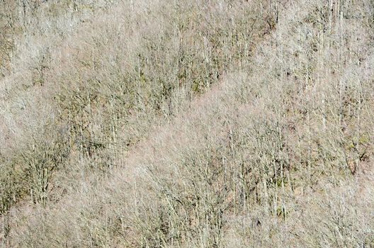 Background of a beech forest in spring with canopies