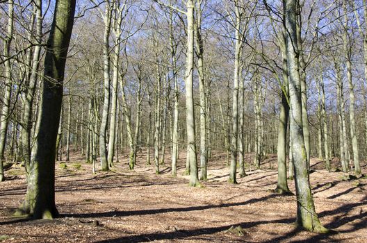 Beech forest without leaves in early spring and sunshine