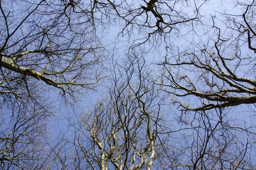 Canopies of beech trees in winter as seen from below