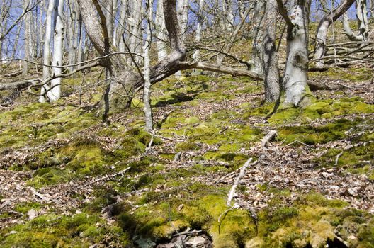 Swedish beech forest and green moss in winter