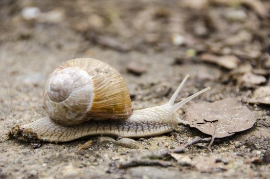  Burgundy snail, Roman snail, edible snail or escargot, Helix pomatia crawling on the forest floor