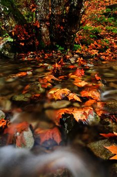 View of beautiful autumn set on a creek in Monchique, Portugal.