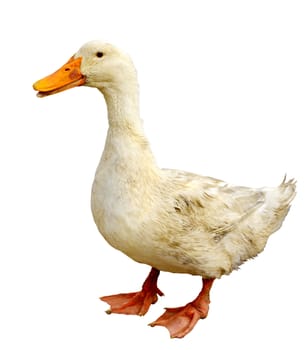 Dirty duck isolated on white background