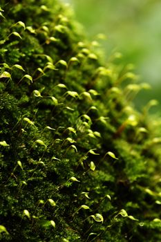 Close view detail of the beautiful Polytrichum sp plant.