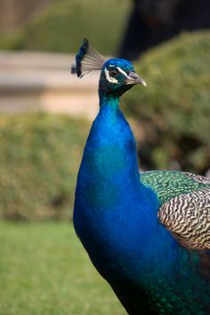 peacock