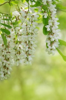 Branch of white acacia flowers on green background