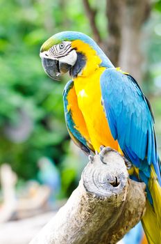 macaw parrots in nature