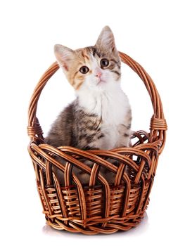 Kitten in a wattled basket. Multi-colored small kitten. Kitten on a white background. Small predator. Small cat.