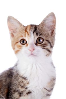 Portrait of a multi-colored kitten. Multi-colored small kitten. Kitten on a white background. Small predator. Small cat.