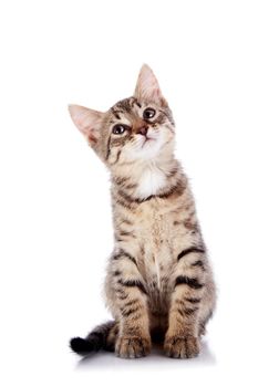 Striped not purebred kitten. Kitten on a white background. Small predator. Small cat.