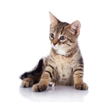 Striped not purebred kitten. Kitten on a white background. Small predator. Small cat.