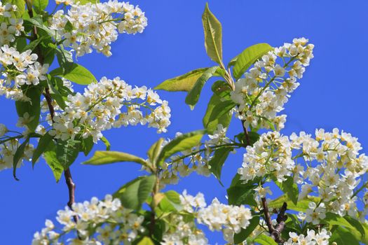 Flowering bird cherry tree against the blue sky