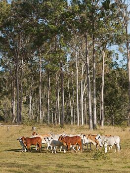 Australian beef cattle herd of cows on ranch with tall eucalyptus gum tree forest background